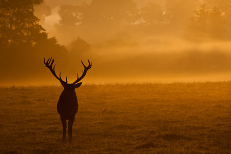 Red Deer